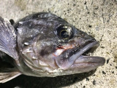 クロソイの釣果