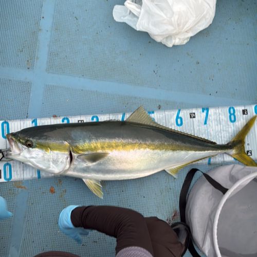 ブリの釣果