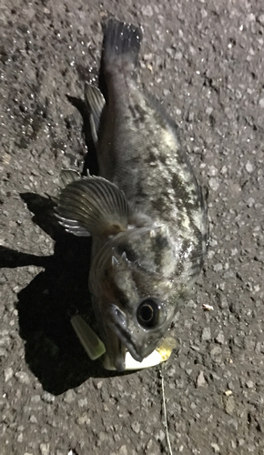 クロソイの釣果