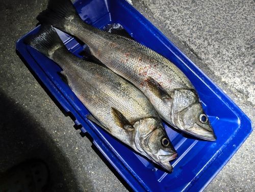 ヒラスズキの釣果