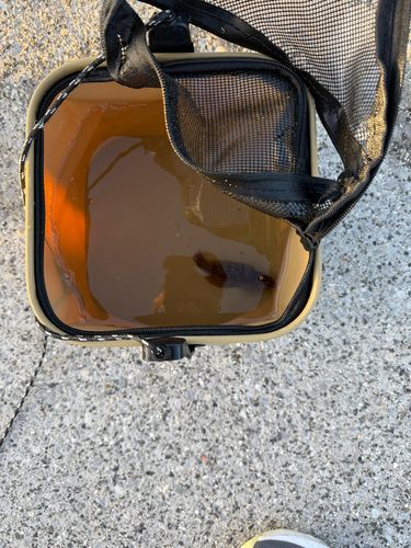 ベラの釣果