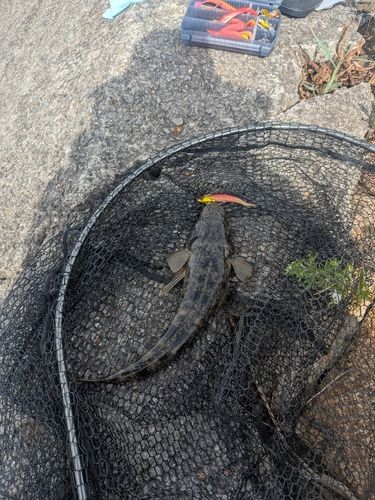 マゴチの釣果
