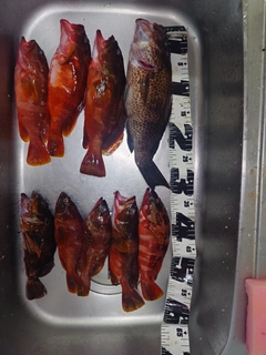 アカハタの釣果