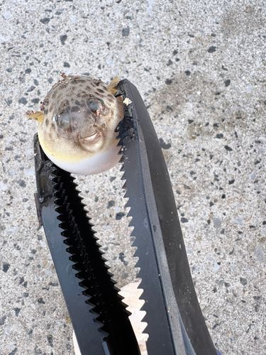 クサフグの釣果
