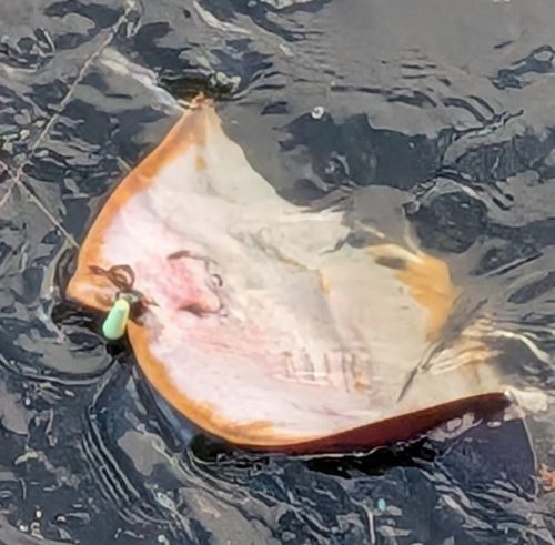 アカエイの釣果