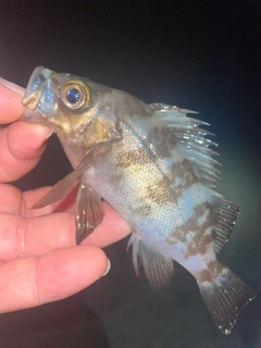 メバルの釣果