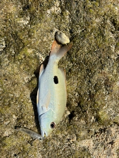 釣果