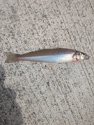 シロギスの釣果