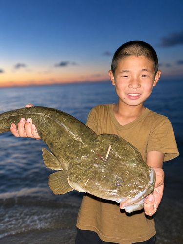 マゴチの釣果