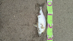 ショゴの釣果