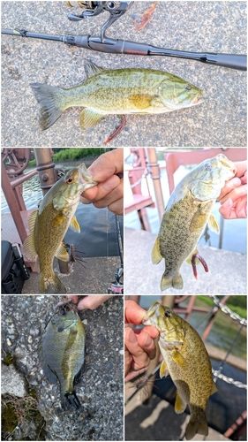 スモールマウスバスの釣果
