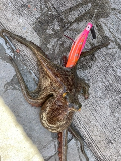 タコの釣果