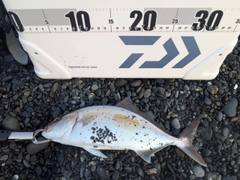 ショゴの釣果