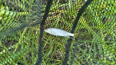 オイカワの釣果