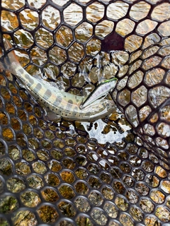 ヤマメの釣果