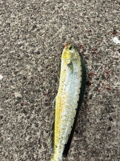 シイラの釣果