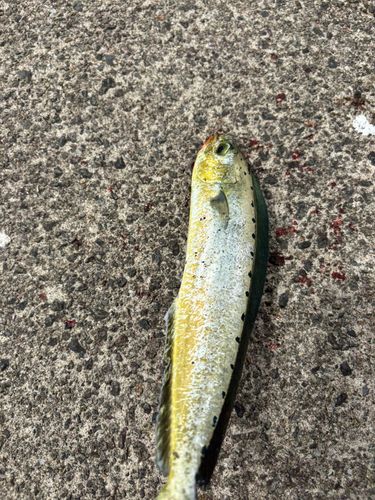 シイラの釣果