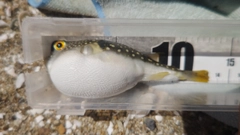 マハゼの釣果