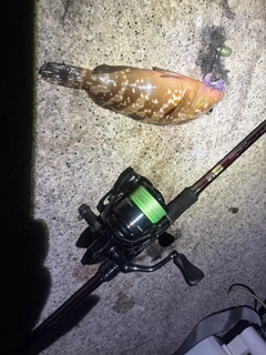 アコウの釣果