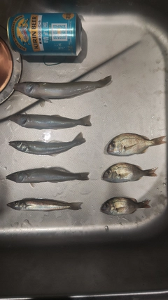 キスの釣果