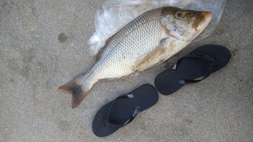 タマンの釣果
