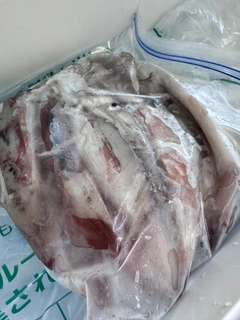 スルメイカの釣果