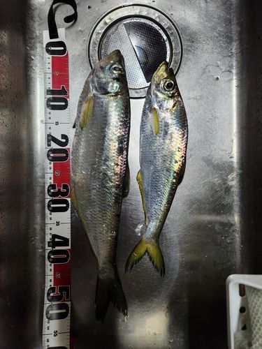 ヒラの釣果