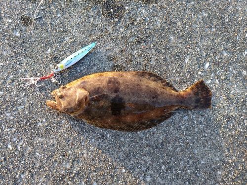 ソゲの釣果