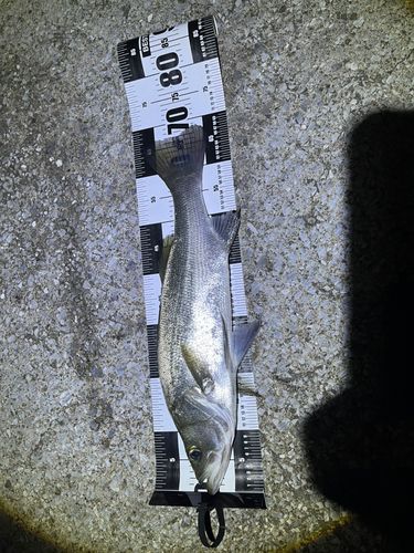 ヒラスズキの釣果