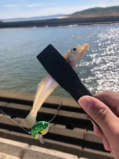 シロギスの釣果
