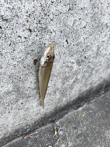 キスの釣果