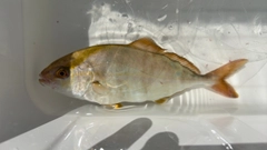 ショゴの釣果