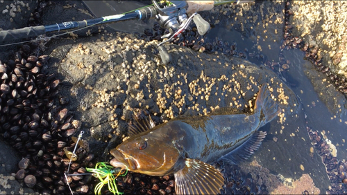 アイナメの釣果