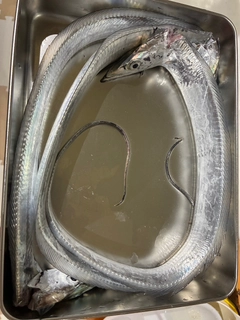 タチウオの釣果