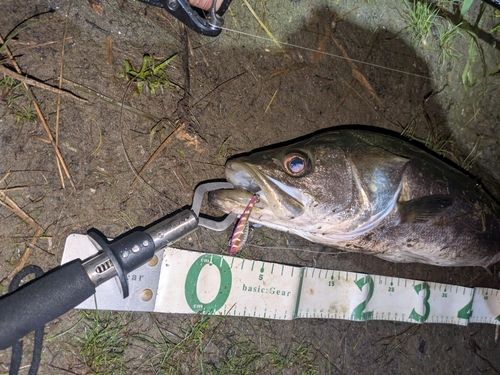 マルスズキの釣果