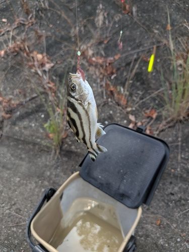 コトヒキの釣果