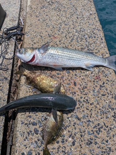 バリの釣果