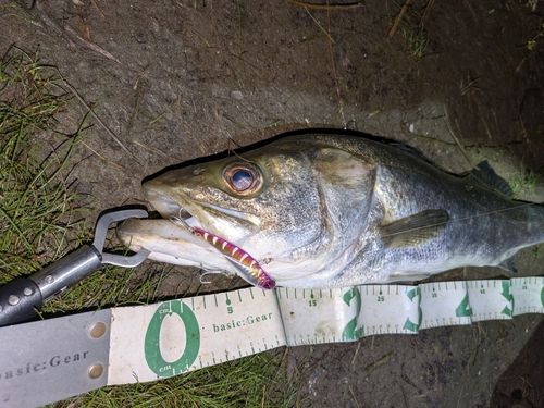 マルスズキの釣果