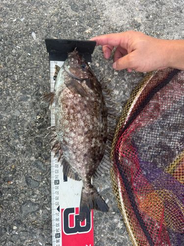 バリの釣果