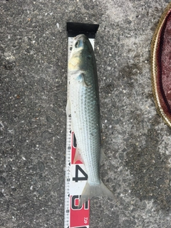 ボラの釣果