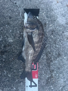 チヌの釣果
