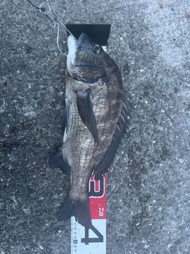 チヌの釣果