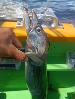 タチウオの釣果