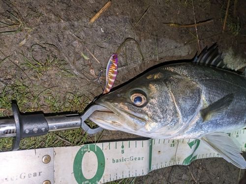 マルスズキの釣果