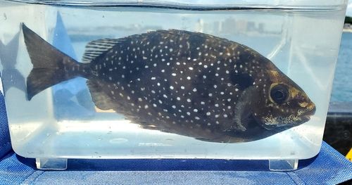 アイゴの釣果