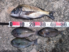 チヌの釣果
