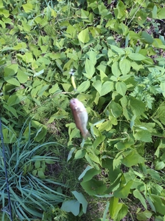 ウグイの釣果