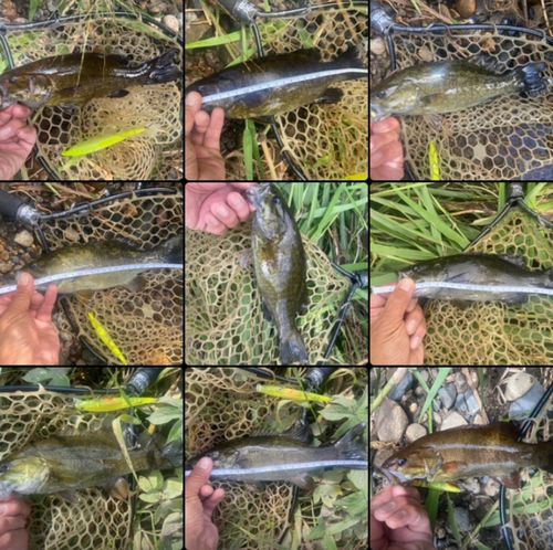 スモールマウスバスの釣果