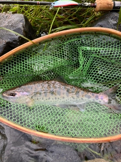 ヤマメの釣果