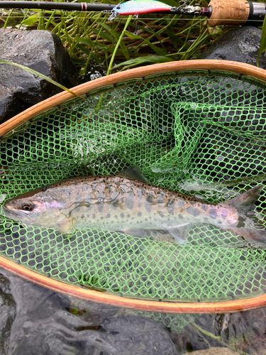 ヤマメの釣果